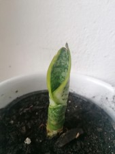 Bogenhanf sansevieria futura gebraucht kaufen  Bayreuth