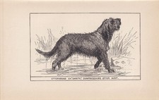 1900 otterhound dog for sale  BIDEFORD