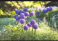 Purple sensation allium for sale  Vale