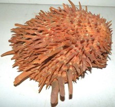 Orange bearded thorny for sale  Goleta