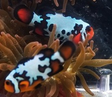 Clownfish gorgeous fusion for sale  Kansas City