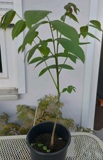 walnussbaum gebraucht kaufen walnussbaum gebraucht kaufen Salzgitter