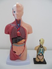 Medical anatomical human for sale  FELIXSTOWE