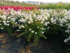 Lagerstroemia indica piante usato  Valmacca