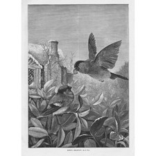 Louis wain robin for sale  GLASGOW