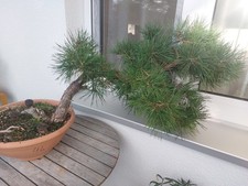 Yamadori bonsai kiefer gebraucht kaufen  Pliezhausen