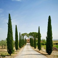 Italian cypress trees for sale  LIVERPOOL