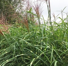 Miscanthus sinensis zebrinus for sale  NORWICH