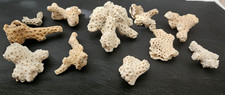 agatized coral for sale agatized coral for sale Carolina Beach