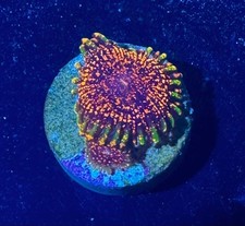 zoas for sale zoas for sale HATFIELD