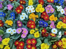 Flower primrose crown for sale  WREXHAM