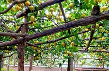 Semi limoni origine usato  Italia