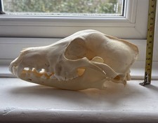 Coyote skull for sale  RICHMOND