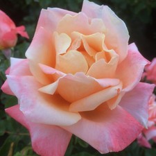 Wonderful friend 5.5lt for sale Wonderful friend 5.5lt for sale  SPALDING