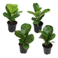 4.25 ficus lyrata for sale  New York