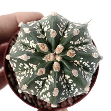 Astrophytum asterias oibbo usato  Napoli