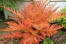 Autumn fern plants for sale  Covina