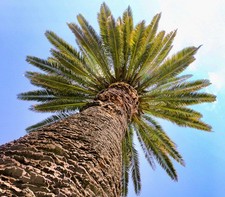 Phoenix canariensis canary usato  Napoli
