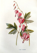 Antique lyre flower for sale Antique lyre flower for sale  TORRINGTON