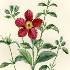 Botany flower ladanier d'occasion  Expédié en Belgium