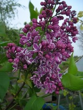 5ft syringa lilac for sale  WEST MALLING