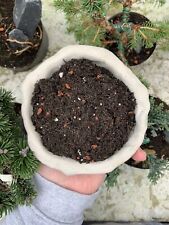 Litres bonsai tree for sale  WOLVERHAMPTON