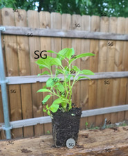 Pineapple sage live for sale  Dallas