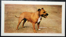 Cartão fotográfico colorido vintage 1961 Staffordshire Bull Terrier CE01M comprar usado  Enviando para Brazil