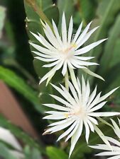 Hookeri epiphyllum orchid for sale  Burlington
