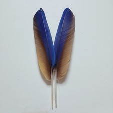 Ara federn feather gebraucht kaufen Ara federn feather gebraucht kaufen  Karlsruhe