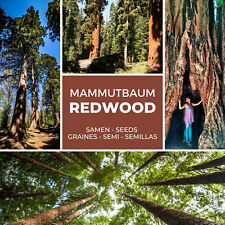 Sequoia sequoia gigante usato  Spedire a Italy