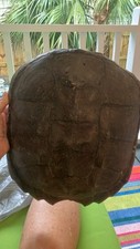 Large alligator snapping for sale  Atlanta