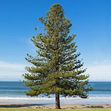 Norfolk island pine for sale  Melbourne