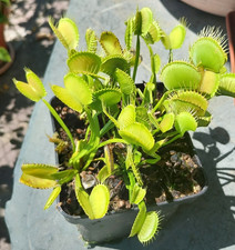 dionaea muscipula usato  Reggello