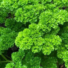 Parsley seeds 1000 for sale  Berwyn