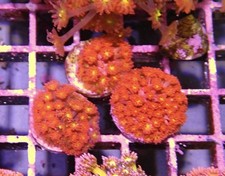 Iron man gonipora for sale  CLACTON-ON-SEA