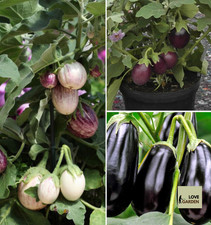 Clearance aubergine pinstripe for sale  LONDON