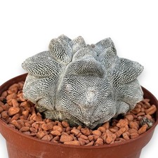 Astrophytum myriostigma onzuka usato  San Cassiano
