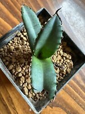Agave titanota own usato  Valdastico