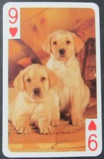 Puppies dogs lab for sale  Bella Vista