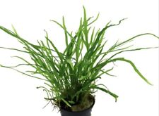 Microsorum trident live for sale  KETTERING