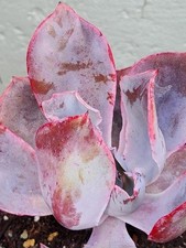 Succulen echeveria afterglow for sale  San Francisco