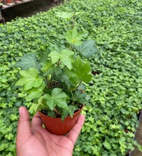 English ivy plants for sale  Garden Grove