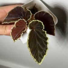 Begonia darthvaderiana for sale  LONDON