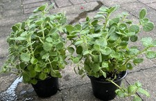 Plectranthus tomentosa vicks for sale  New Lenox