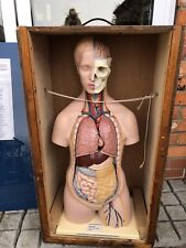 Vintage museum anatomical for sale  BARNETBY