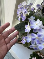 African violet semi for sale  BRISTOL