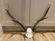 Large red deer for sale  BRIDGE OF ORCHY