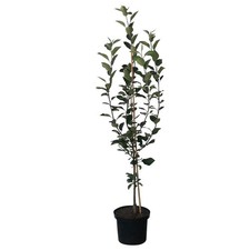 Roter gravensteiner herbstapfe gebraucht kaufen  Detmold