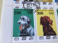 Red setter collie for sale Red setter collie for sale  BEXHILL-ON-SEA